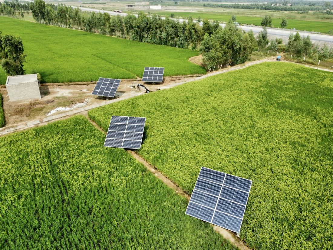Solar panels standing in green paddy fields
